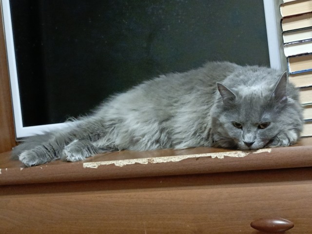 Меня приютили