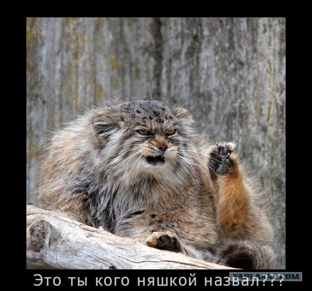 Погладь манула! Погладь манула сцуко!