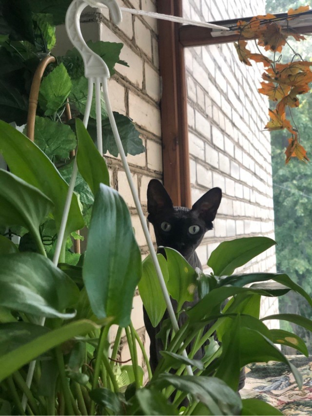 Котовторник!