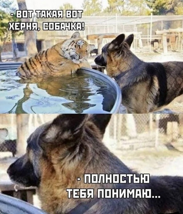 О жизни либерала