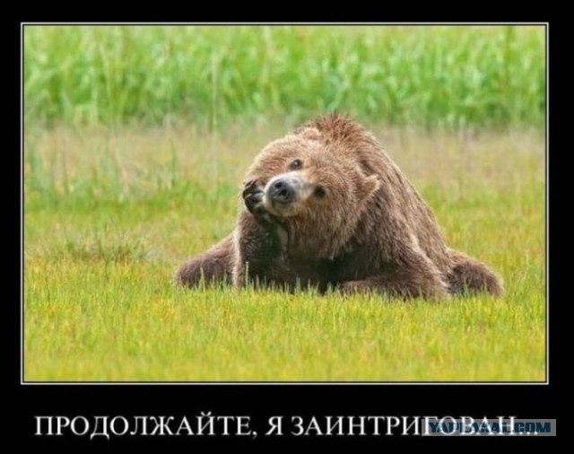 Медведь собрал за собой гигантскую пробку на трассе М-11