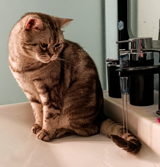 Котовторник