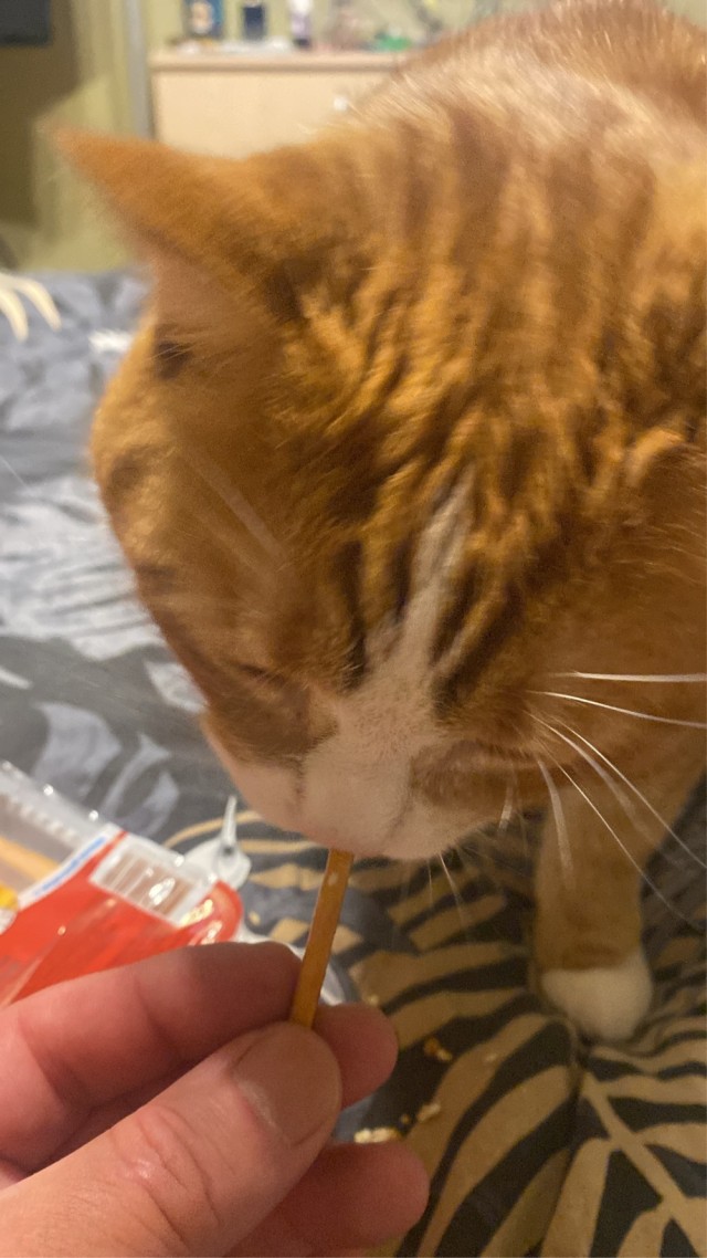 Принимайте в клуб! Котовторник же