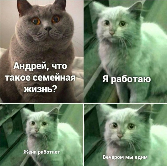 Девушка попросила в Хвиттере остальных скинуть любимые мемы с котами
