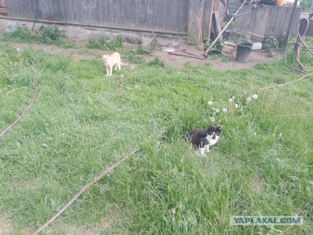 Жизнь домашнего приюта для котеек 545