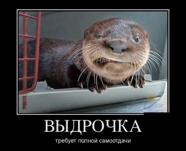 Ученик точильщика портит ананас