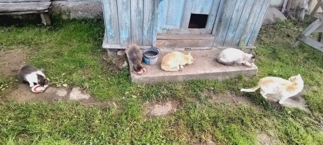 Зверьё моё 3. Шалава