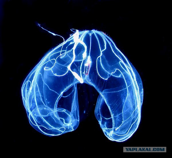 Биолюминесценция и её эволюционные загадки: почему природа зажигает свет в темноте?