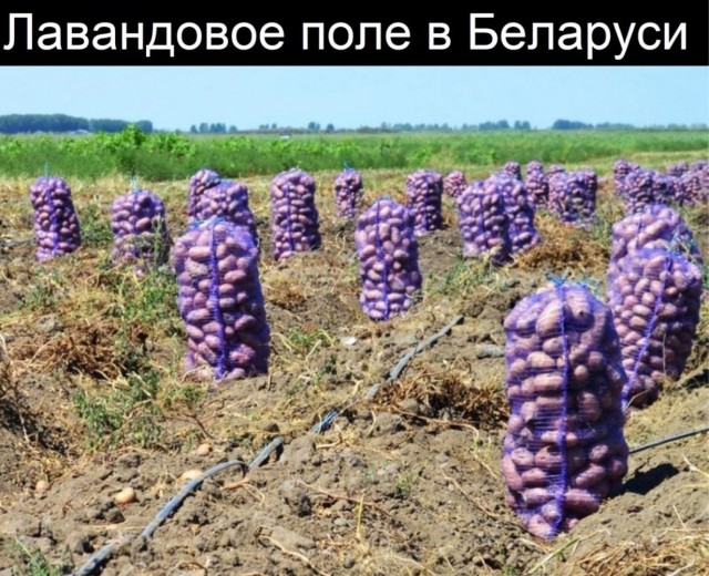 А где Цой?