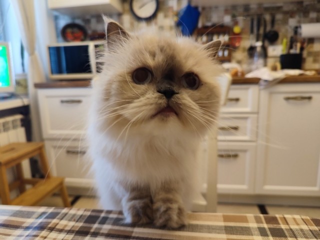 Котаняны