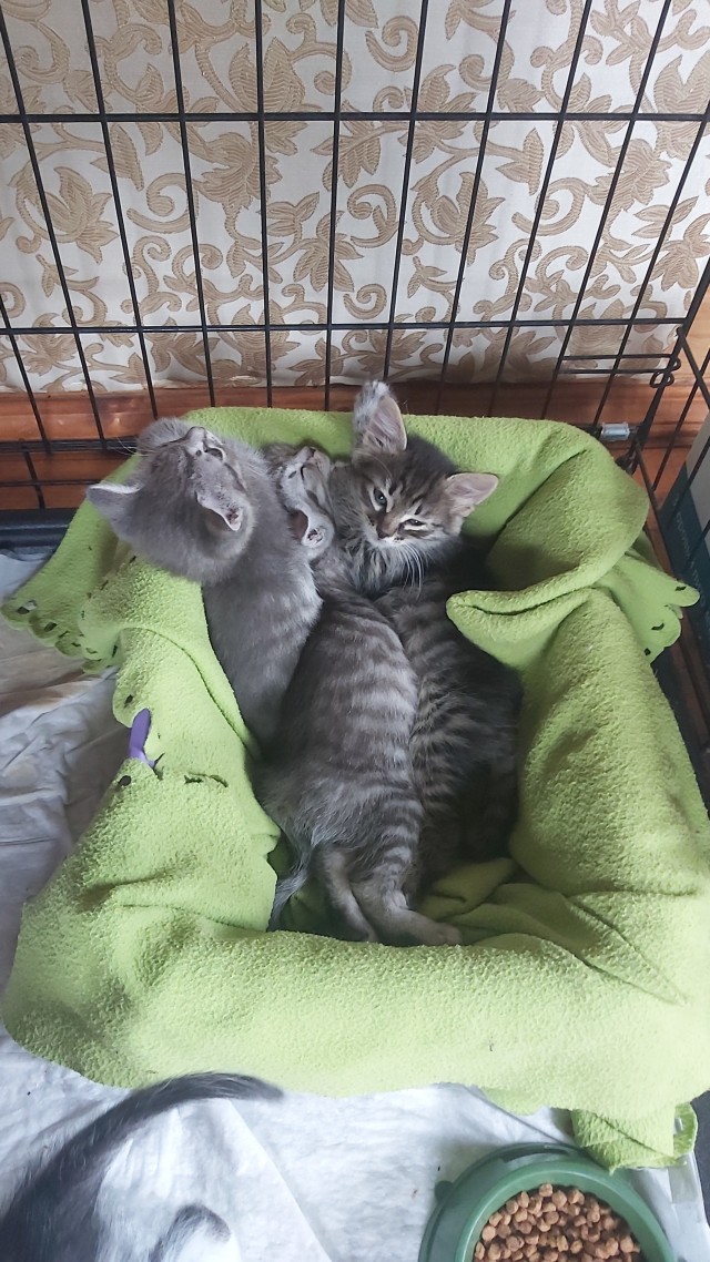 К завершению КотоВторника