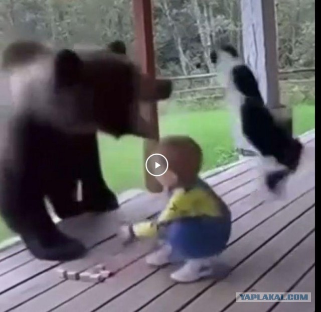 Кот спас ребенка