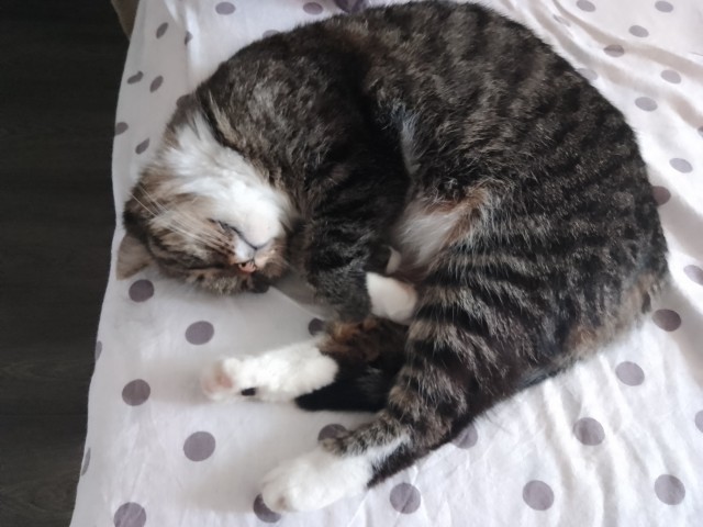 Котовторник. Где коты? Мой вот!