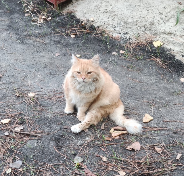 Для котовторника.