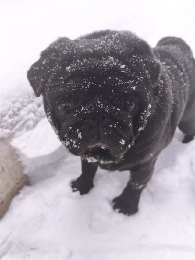 Со вторым собакочетвергом ребятушки