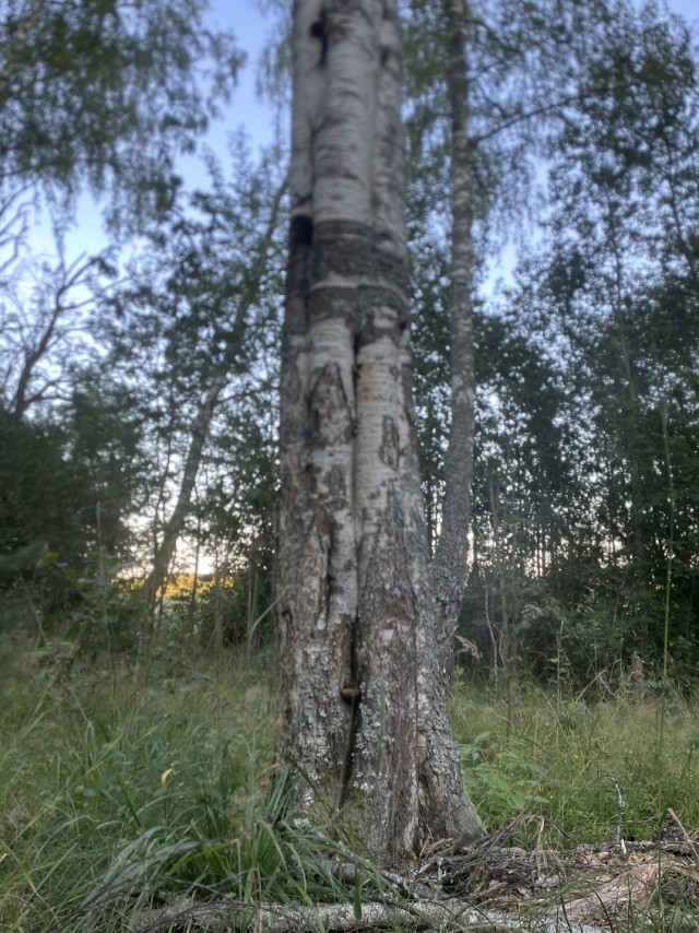 Элитный табурет