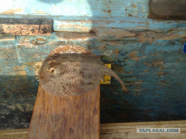 Не Сочи в противовес Египту, Турции и пр