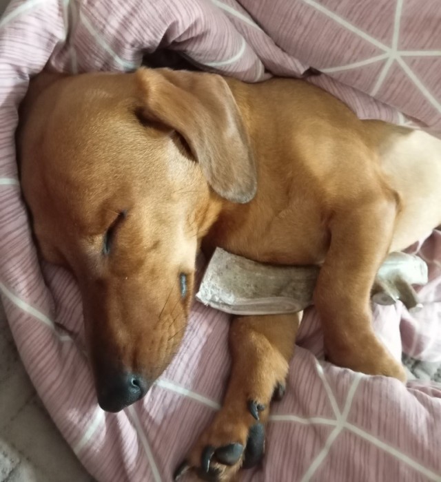 Собакочетверг же, но кошку из фото не выкинешь