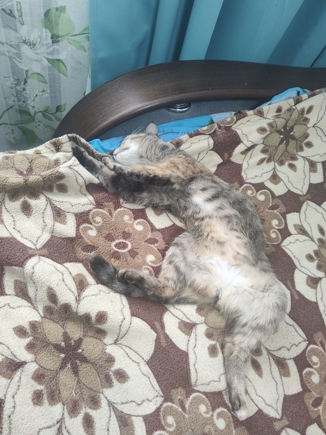 Дурацких фото котов тред — 3