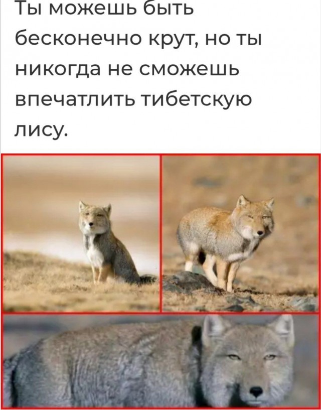 Картиночки, баянчики 14 мая