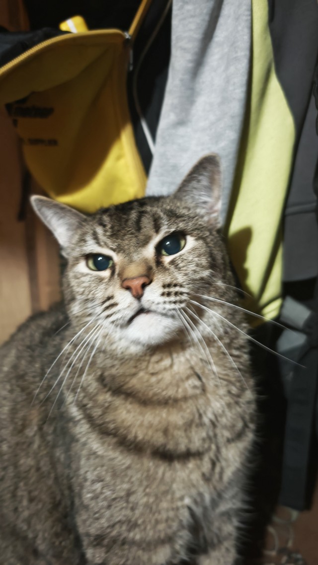 Котовторник же!