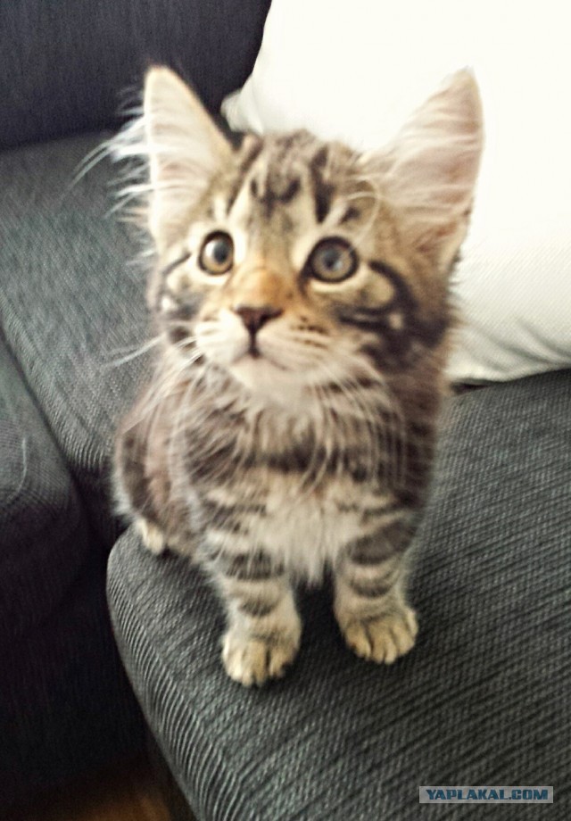 Котовторник 8.10.2013