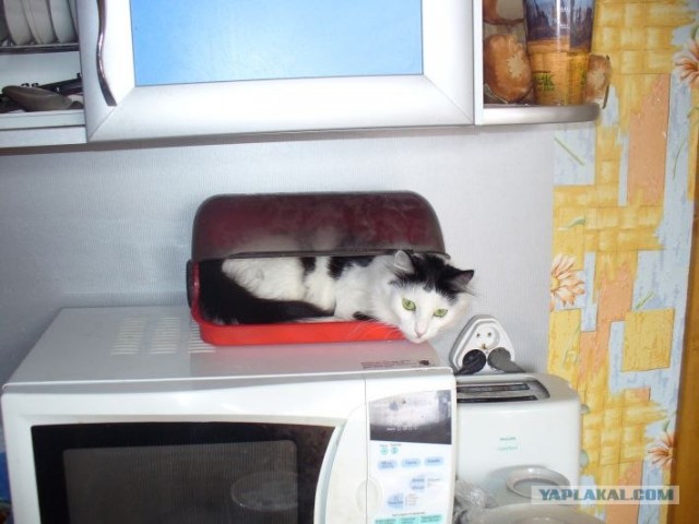 Наглая кошка