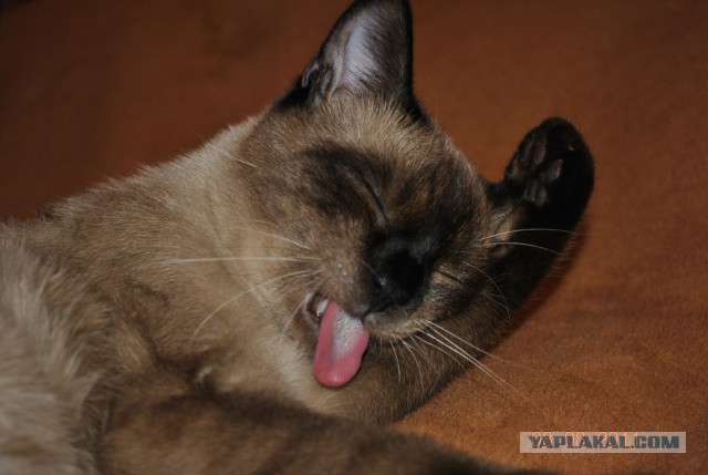 Котовторник 04.03.2014
