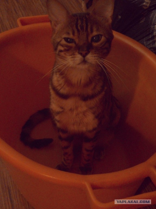 Котовторник  08.04.2014