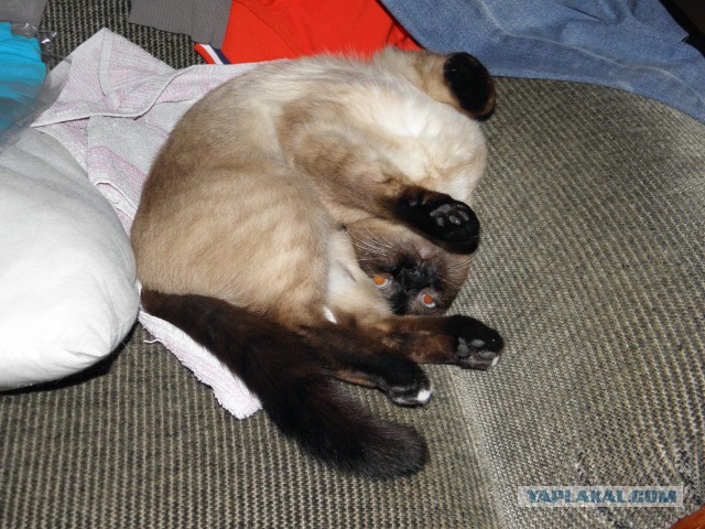 Котовторник 20.05.2014