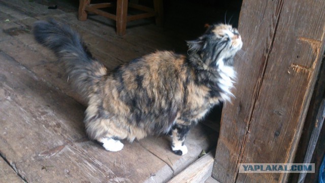 Котовторник 17.06.2014