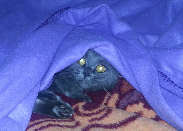 Кот в шоке!