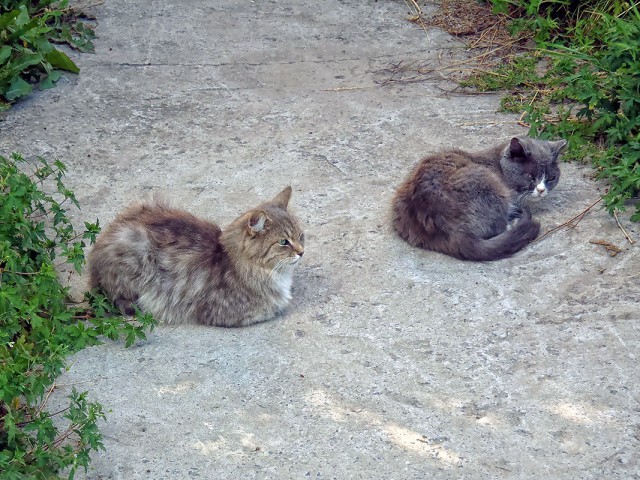 Котовторник 15.07.2014.
