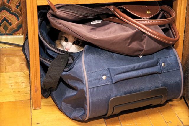 Котовторник 22.07.14