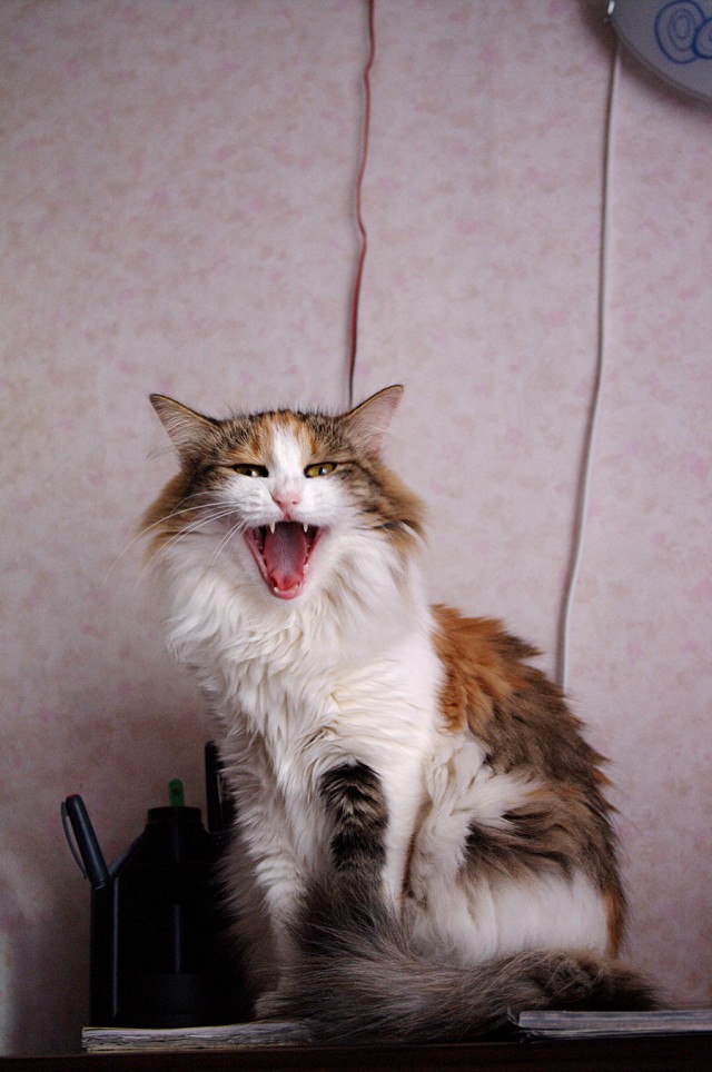 А у тебя есть фото твоей зевающей котейки ?