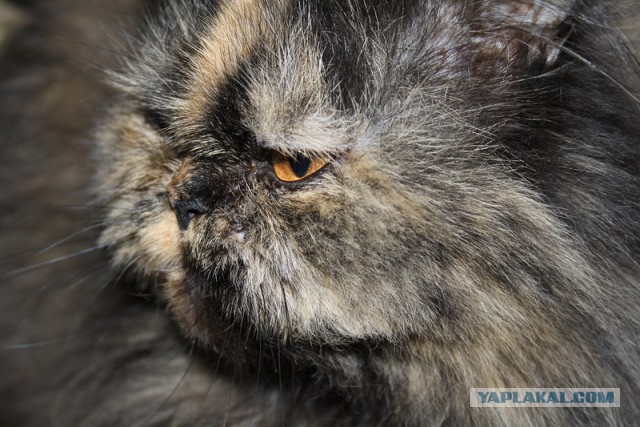 Кот нашей мечты