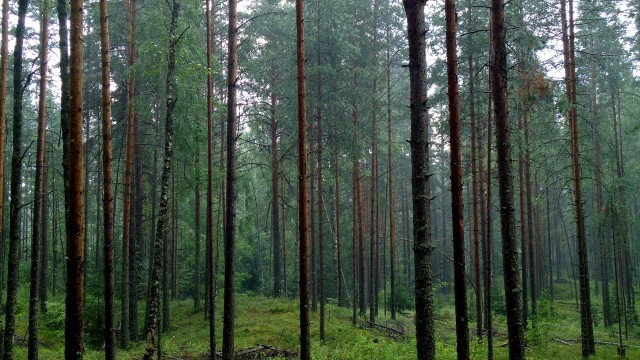 Черника 20.07.11