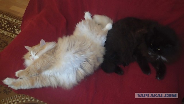 Котовторник 21.10.2014