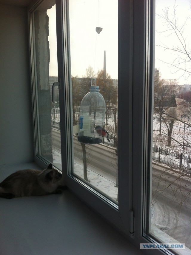 Котовторник 11.11.2014