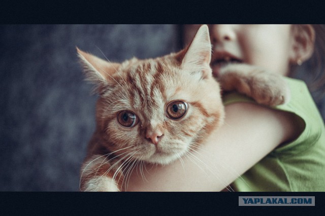 Котовторник