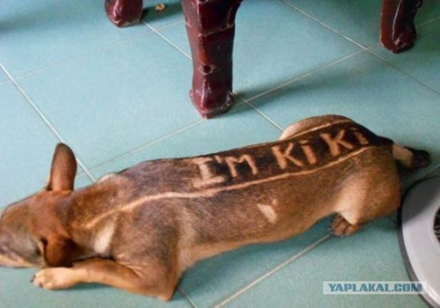Странные люди из Азии