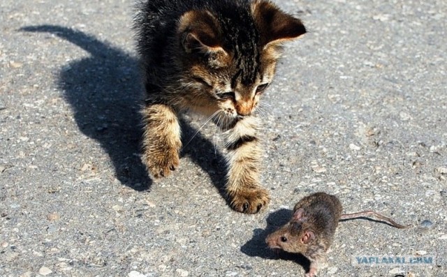 Котики на аватарке