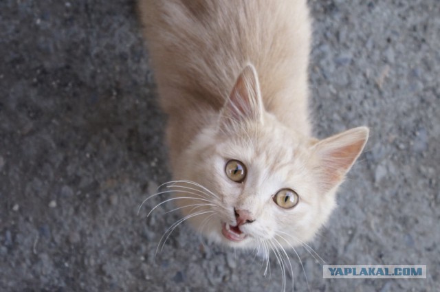 Котовторник