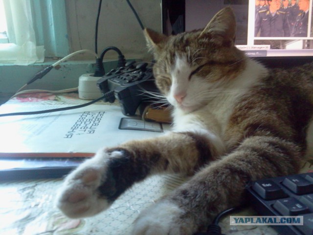 Котовторник 16.06.2015., Котовторник наступил!