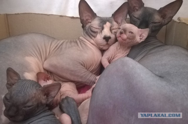 Котовторник 7.07.2015