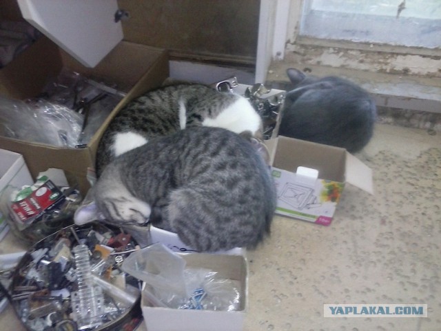 Котовторник 29-09-2015,