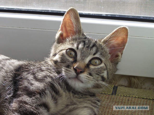 Котовторник 03.11.2015