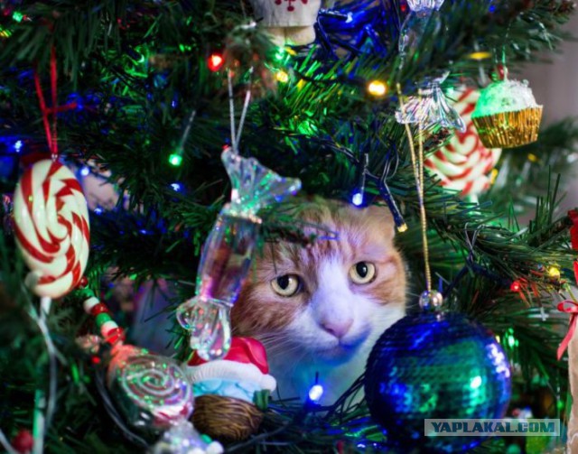Котовторник