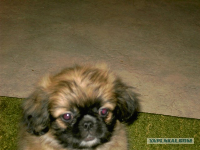 Собакочетверг же, ау!