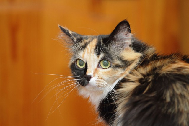 Котовторник